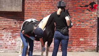 Redwings equine behaviour demonstration Leg handling [upl. by Bibah]