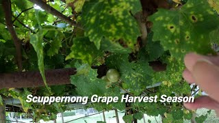 Grape Harvest Season In Florida Is Now [upl. by Napoleon235]