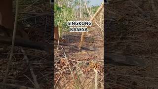 SINGKONG KASESA shorts subscribe fypシ゚viral [upl. by Willdon]