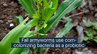 The fall armyworm uses a bacterium from its corn host as a growthpromoting probiotic [upl. by Vaughan]