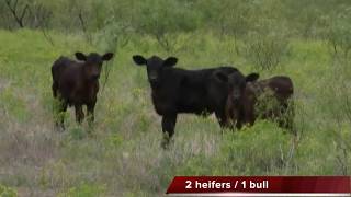 Brangus Cow with Triplets [upl. by Annabela]