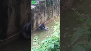 Critical Incident 3YearOld Boy in Harambes Enclosure😡🦍  facts harambefacts wildanimals [upl. by Ainirtak]