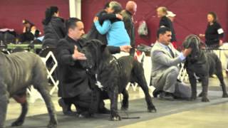 Neapolitan mastiff American Molossus Champion [upl. by Leopold]