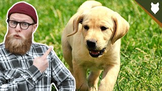 What To Do With A NEW LABRADOR PUPPY [upl. by Joana173]