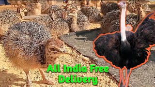 Ostrich Chicks For Sale All India Free Delivery919332802826 [upl. by Marco]