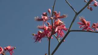 Capparis decidua desert plant [upl. by Ardnohsed551]