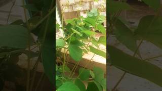 surti papdi plant nature shortvideo plants [upl. by Kcirded773]