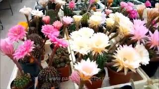 Echinopsis and Trichocereus hybrid flowering now [upl. by Yltnerb]