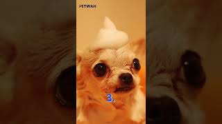 Why Are Chihuahuas mean 5 Reasons behind that [upl. by Adnolor]