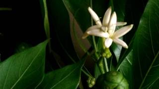 Health benefits of nuna treemorinda tinctoria [upl. by Aliekahs]