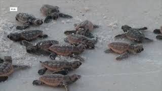 SAVED BY SAND New Estero Island berm to protect against flooding amp help turtles [upl. by Aeynod]