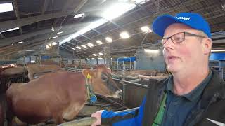 DeLaval VMS V300 milking robot  Arne Thomhave Denmark [upl. by Nashbar]