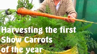 Allotment Diary  Harvesting the first Exhibition Show Carrots [upl. by Yalc]