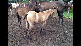 RANCHOLAROSA POTRILLO TORDILLO RAYA DE MULA 2017 DE MR PEPONITA PUDDENCRIADORES DE CABALLOS [upl. by Lluj]