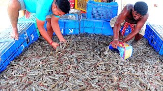 Growing and Harvesting Vannamei PrawnsShrimps in Ponds  Shrimp Farming Business [upl. by Ettenowtna599]