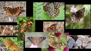 Butterflies for Beginners Part 2 10 more species [upl. by Ammej]