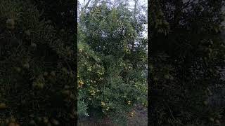 Calamondine tree music siftingsomesoil veteran calamondin gardening fyp [upl. by Fayette]