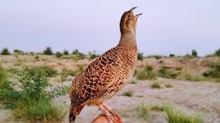 Teetar ki awaz  teetar sound  female teetar awaz  gray francolin teetar voice [upl. by Naginarb]