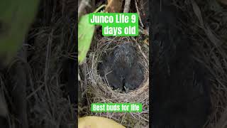 Junco Baby Bird Life  9 days later West Coast Bird Watchers [upl. by Atteoj]