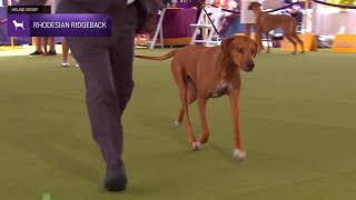 Rhodesian Ridgebacks  Breed Judging 2024 [upl. by Eltsirhc901]