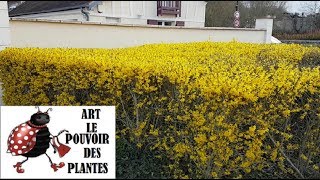 Conseils jardinage bouture herbacée de forsythia arbustes vivace [upl. by Hux]