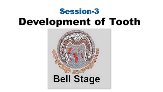 Bell Stage of tooth development  Odontogenesis Session 3 [upl. by Yentrok]