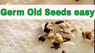 How to Germinate old seeds [upl. by Mirilla]