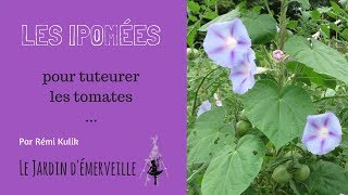 Tuteurer les tomates avec des ipomées [upl. by Niliac]