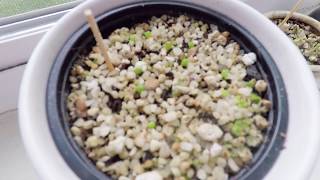 Planting Lithop Seeds amp Young Lithops [upl. by Camala494]