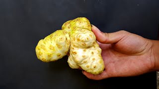 HOW TO GROW NONI FRUIT FROM SEED Morinda citrifolia [upl. by Ennovehs]