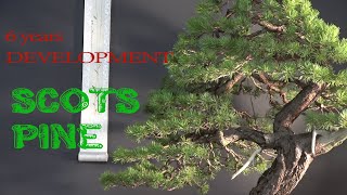 6 yrs of development of Scots pine [upl. by Atirat]