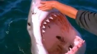 Adventurous Man Pets Great White Shark [upl. by Ennovart]