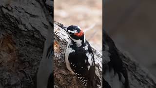 The Hairy Woodpecker [upl. by Griffith]