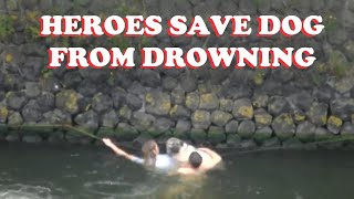 Saving A Dog From Drowning [upl. by Llertnac]