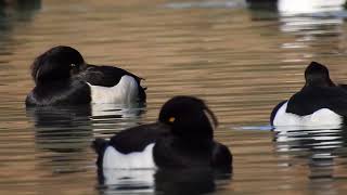 Les fuligules morillons tournent en rond [upl. by Aik464]