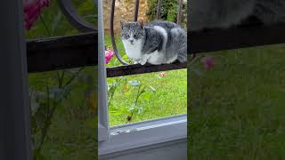 28 septembre 2024 Mon chat entre dans la maison [upl. by Frederic]