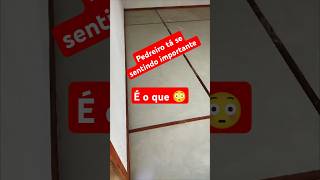 Piso cimento queimado pedreiro acabamentos obra construção 👆👆👆 [upl. by Dorrahs678]