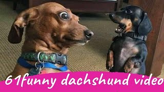 61 Funny Dachshund Dogs Videos Instagram Funny And Cute Dachshund Dog Try Not laugh Videos [upl. by Znieh621]