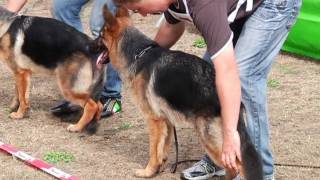 Duitse herders stelen de show en harten in Sappemeer [upl. by Ycak]