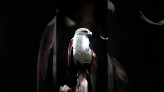 Brahminy Kite 🦅  Bird  Karnataka  Haliastur indus  Wildlife  Birdwatching  National Geographic [upl. by Aissac669]