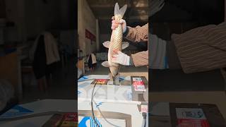 best fish bone removing machine 😯👍 youtubeshorts facts [upl. by Ahsieuqal]