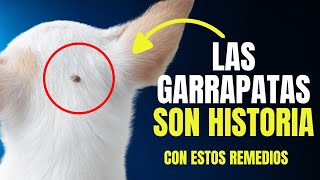 ELIMINA LAS GARRAPATAS DE TU PERRO CON ESTOS REMEDIOS CASEROS ✔️✔️✔️ [upl. by Alby92]