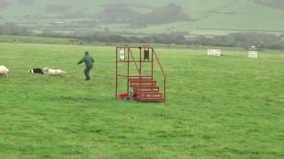 International Sheepdog Trials 2016 Frankie McCullough Spot [upl. by Ttelrahc368]