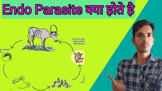 What are endo parasites in animals [upl. by Roberson]