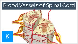 Blood Vessels of the Spinal Cord preview  Human Anatomy  Kenhub [upl. by Nahtnoj]