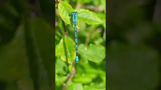 A Common Blue Damselfly posing remarkably well to show its distinctive features [upl. by Sidnarb616]