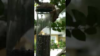 Tired of Squirrels Raiding Your Bird Feeder [upl. by Ecreip]