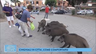 Roma una città bestiale i cinghiali per le strade  La vita in diretta estate 22062018 [upl. by Walters]