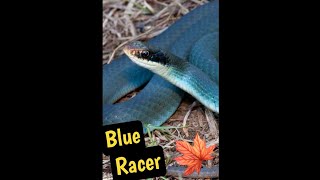 The Blue Racer Snake The fastest snake in canada [upl. by Conway]