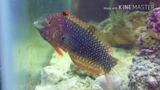 Ornate Leopard Wrasse New introduction [upl. by Suoicerpal]